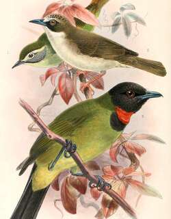 黄眉冠绣眼鸟 / Cream-browed White-eye / Heleia superciliaris