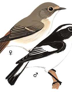 小斑姬鹟 / Little Pied Flycatcher / Ficedula westermanni