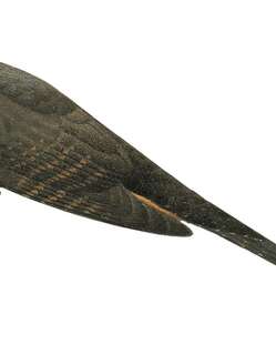 暗色长尾鹃 / Dusky Long-tailed Cuckoo / Cercococcyx mechowi