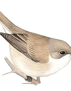 沙白喉林莺 / Desert Whitethroat / Curruca minula