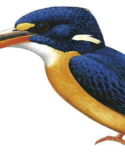 新不列颠三趾翠鸟 / New Britain Dwarf Kingfisher / Ceyx sacerdotis