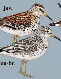 岩滨鹬 / Rock Sandpiper / Calidris ptilocnemis