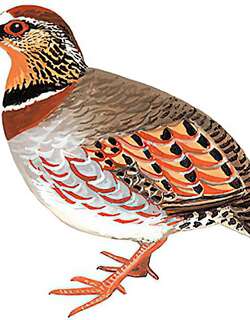 白眉山鹧鸪 / White-necklaced Partridge / Arborophila gingica