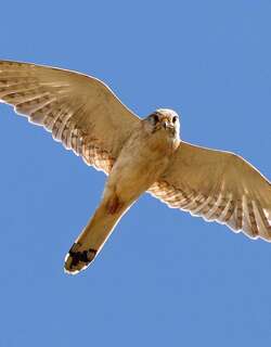 澳洲隼 / Nankeen Kestrel / Falco cenchroides