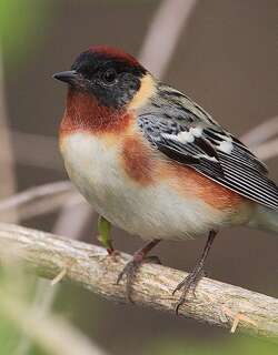 栗胸林莺 / Bay-breasted Warbler / Setophaga castanea