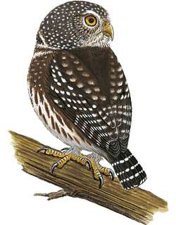 派克鸺鹠 / Subtropical Pygmy Owl / Glaucidium parkeri