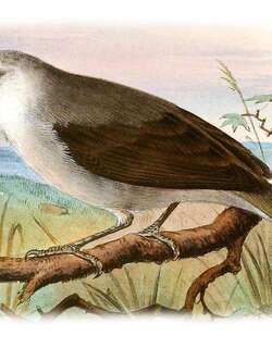 白顶绣眼鸟 / Principe Speirops / Zosterops leucophaeus