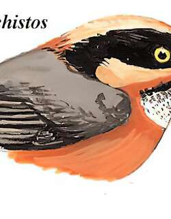 棕额长尾山雀 / Rufous-fronted Bushtit / Aegithalos iouschistos