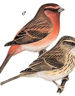 玫红眉朱雀 / Pink-browed Rosefinch / Carpodacus rodochroa