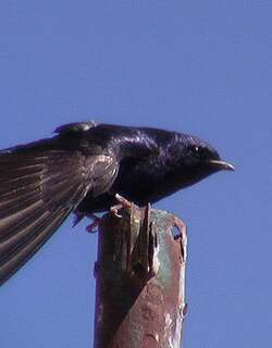 南美崖燕 / Southern Martin / Progne elegans