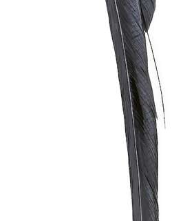 多哥维达雀 / Togo Paradise Whydah / Vidua togoensis