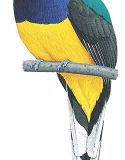 绿背美洲咬鹃 / Green-backed Trogon / Trogon viridis