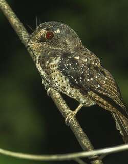 冠裸鼻鸱 / Moluccan Owlet-nightjar / Aegotheles crinifrons
