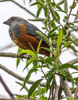 棕腹舞雀 / Rufous-bellied Mountain Tanager / Pseudosaltator rufiventris