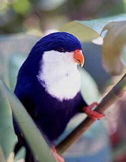 蓝鹦鹉 / Blue Lorikeet / Vini peruviana