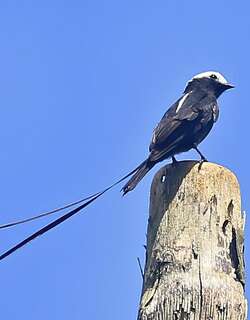 长尾霸鹟 / Long-tailed Tyrant / Colonia colonus