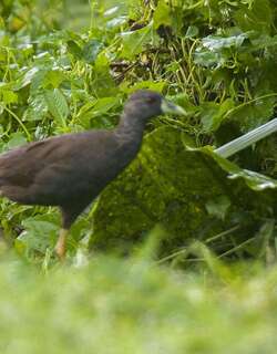 菲律宾苦恶鸟 / Plain Bush-hen / Amaurornis olivacea