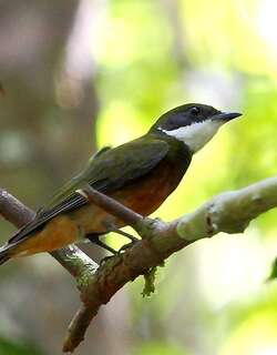 黄顶娇鹟 / Yellow-crested Manakin / Heterocercus flavivertex