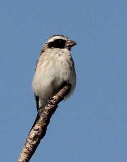 黑耳丝雀 / Black-eared Seedeater / Crithagra mennelli
