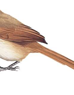 锈额卡纳灶鸟 / Rusty-fronted Canastero / Asthenes ottonis