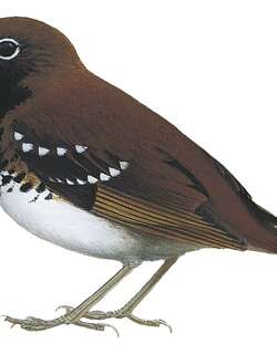 摩鹿加地鸫 / Buru Thrush / Geokichla dumasi