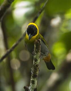 纳利织雀 / Nelicourvi Weaver / Ploceus nelicourvi