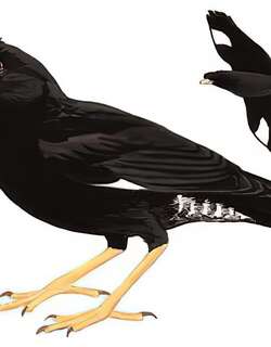 八哥 / Crested Myna / Acridotheres cristatellus