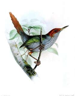 灰背缝叶莺 / Grey-backed Tailorbird / Orthotomus derbianus