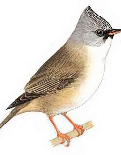 黑额凤鹛 / Black-chinned Yuhina