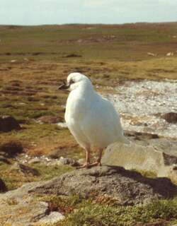 黑脸鞘嘴鸥 / Black-faced Sheathbill / Chionis minor