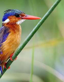 冠翠鸟 / Malachite Kingfisher / Corythornis cristatus