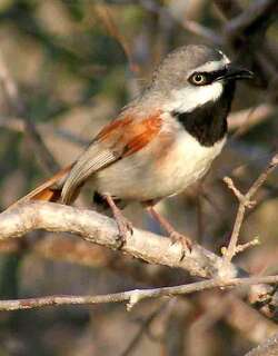 红肩钩嘴鵙 / Red-shouldered Vanga / Calicalicus rufocarpalis