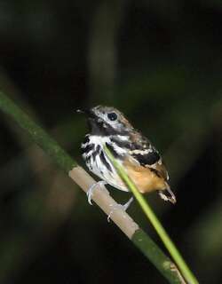 点斑背蚁鸟 / Dot-backed Antbird / Hylophylax punctulatus