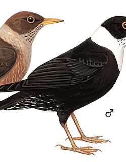 白颈鸫 / White-collared Blackbird / Turdus albocinctus