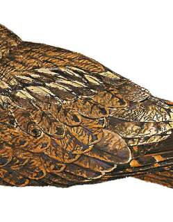 非洲褐夜鹰 / Brown Nightjar / Veles binotatus