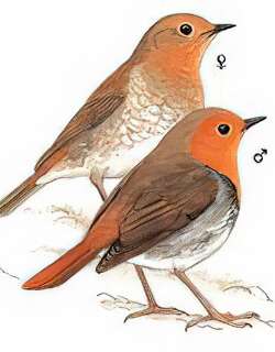 [日本]歌鸲 / Japanese Robin