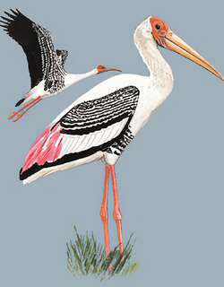 彩鹳 / Painted Stork / Mycteria leucocephala