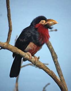 须拟䴕 / Bearded Barbet / Lybius dubius