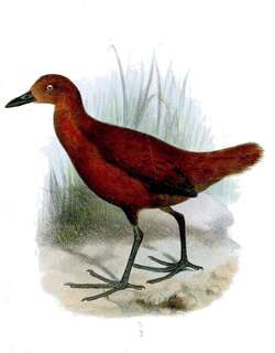 栗秧鸡 / Chestnut Forest Rail / Rallicula rubra