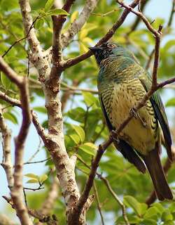 燕嘴唐纳雀 / Swallow Tanager / Tersina viridis