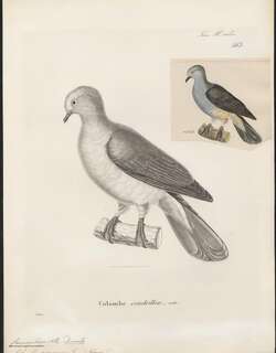 帝汶皇鸠 / Timor Imperial Pigeon / Ducula cineracea