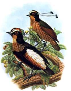 白胁六线风鸟 / Queen Carola’s Parotia / Parotia carolae