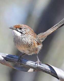 纹草鹩莺 / Striated Grasswren / Amytornis striatus