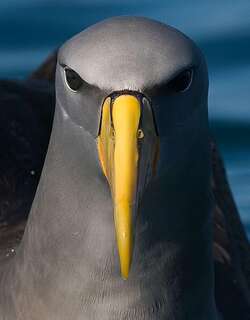 查岛信天翁 / Chatham Albatross / Thalassarche eremita