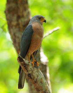 杂色鹰 / Variable Goshawk / Accipiter hiogaster