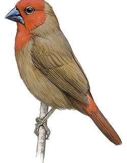 小裂籽雀 / Lesser Seedcracker / Pyrenestes minor