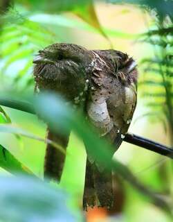 领蟆口鸱 / Sri Lanka Frogmouth / Batrachostomus moniliger
