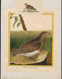 白腹籽鹬 / White-bellied Seedsnipe / Attagis malouinus
