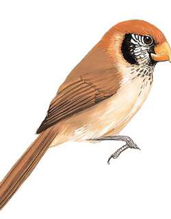 点胸鸦雀 / Spot-breasted Parrotbill / Paradoxornis guttaticollis