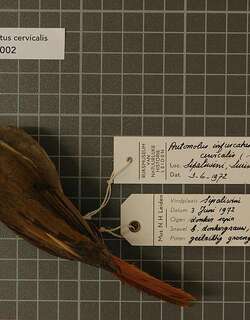 绿背拾叶雀 / Olive-backed Foliage-gleaner / Automolus infuscatus